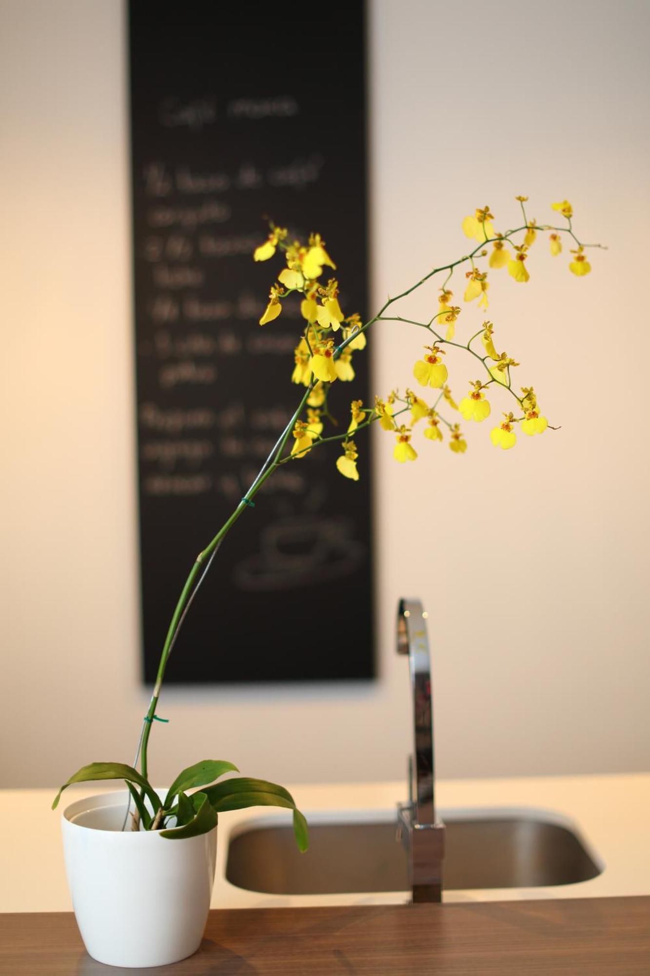 فندق سايتس ميديلين المظهر الخارجي الصورة A yellow orchid